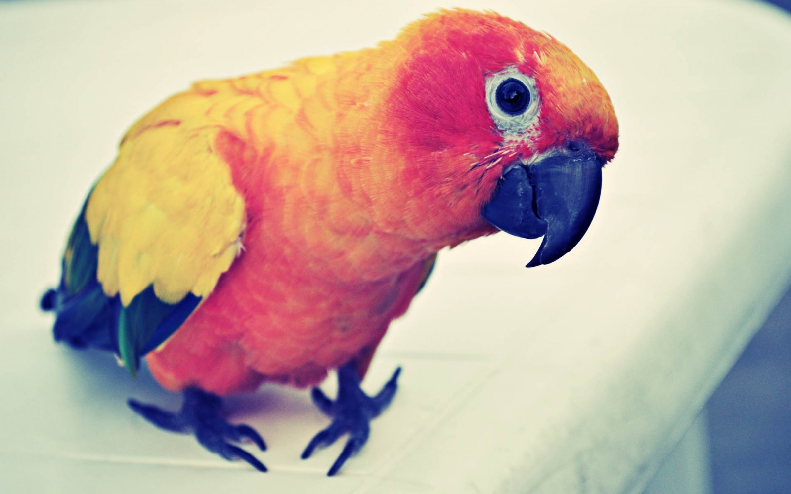 ptactvo, zvěř, Papoušek, zobák, pták, Pírko, papoušek, fauna, 1920x1200 px, zblízka, papoušek, andulka, Společný pet andulka, Lovebird, Perico
