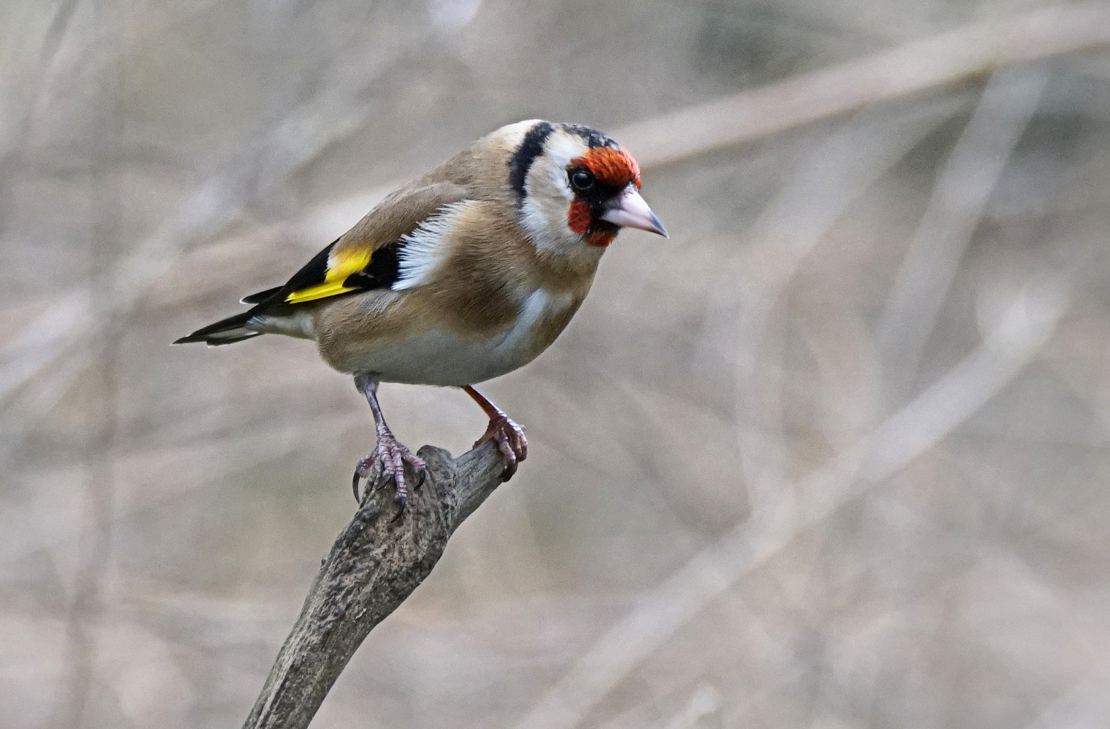 Wallpaper sunlight, nature, winter, branch, wildlife