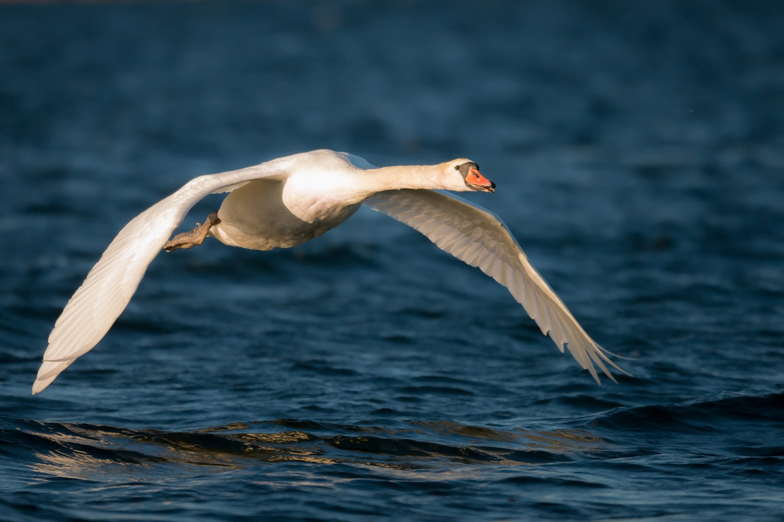 kn lsvan, cygnusolor, muteswan, labuť, Svan, cygnus, přistát, země, Na území Islandu, sigma150600, Sigma150600f563dgsports, Sigma150600mmf563, Sigmasport, sigma, 150600, 600, ornitologie, Birdwatchingnikon, D600, D610, nikond600, nikond610, fullframe, fullformat, ptactvo, pták, f gel, f glar, linnut, lintu, Volně žijících živočichů, zvěř, Vildadjur, j rs, Mariehamn