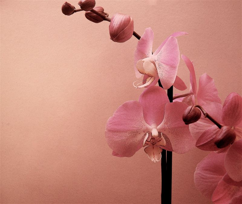 blomster,lyserød,orkidé,struktur,Tak,venskab