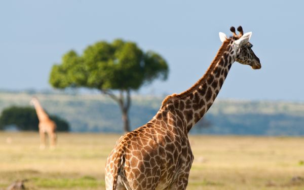 wildlife,Africa,giraffe,desert,back,grassland