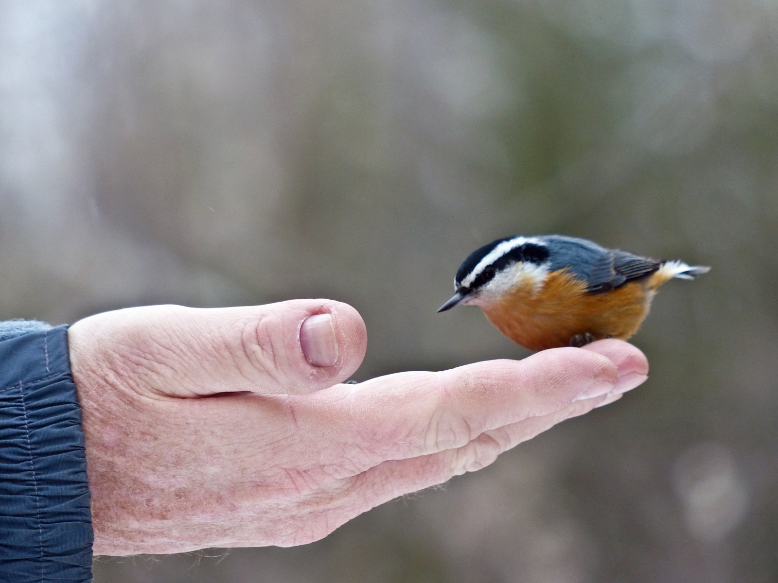 Kanada, mužský, Calgary, pták, Příroda, ptactvo, lumix, dospělý, bokeh, prozkoumat, Alberta, pointandshoot, boční pohled, brhlík, ornitologie, Sittacanadensis, influenza, Pěvec, fishcreekpark, Borealforest, Passeriformes, redbreastednuthatch, šťastné díkuvzdání, Sitta, beautyinnature, Sittidae, Zajímavost146, beautifulexpression, annkelliott, anneelliott, Votiersflats, fz200, Onsomeoneshand, dmcfz200, panasonicdmcfz200, Usthanksgiving2012, P1060437fz200, Explore2012november22