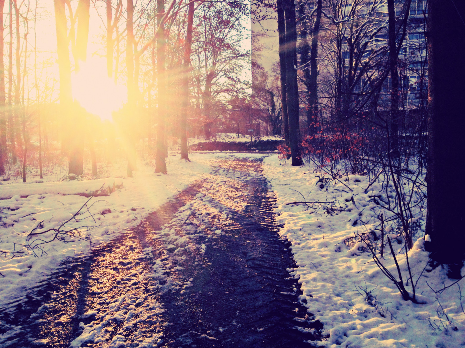 zima, sníh, Příroda, strom, zmrazení, cesta, zálesí, dřevina, větev, ráno, slunečnímu záření, světlo, mráz, nebe, les, atmosféra, list, večer, slunce, podzim, svítání, krajina, jaro, počítač tapeta