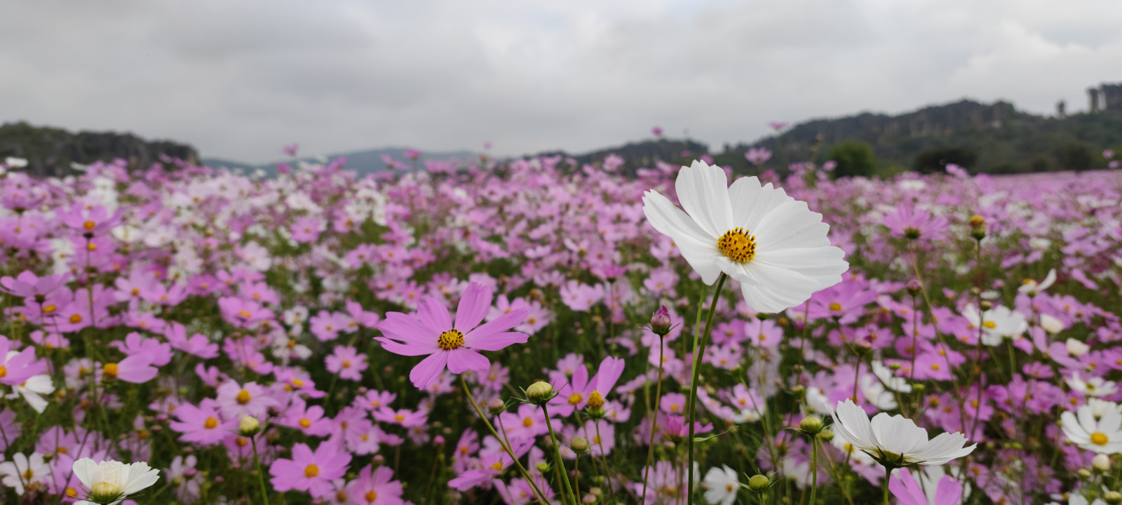 blomster, planter, natur