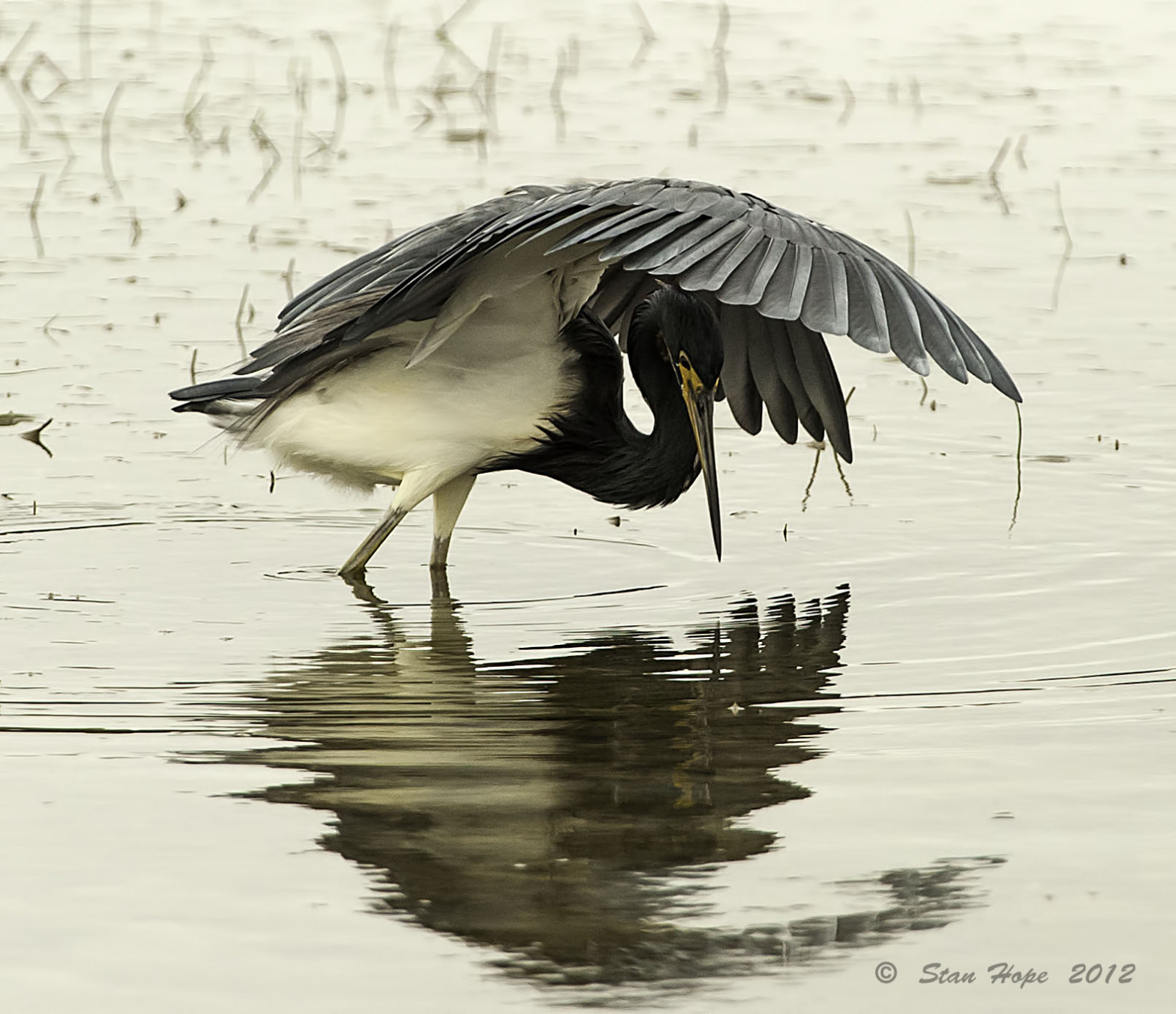 ptactvo, voda, odraz, Volně žijících živočichů, Nikon, zobák, rybolov, Florida, rybář, pták, vodní ptáci, Pírko, mořský pták, křídlo, fauna, specanimal, specanimalphotooftheday, d3, birdsofprey, Černý a bílý, vodní pták, kachen, hus a labutě, Charadriiformes, shorebird, floridawildlife, wadingbirds, seaduck, tricoloredheron
