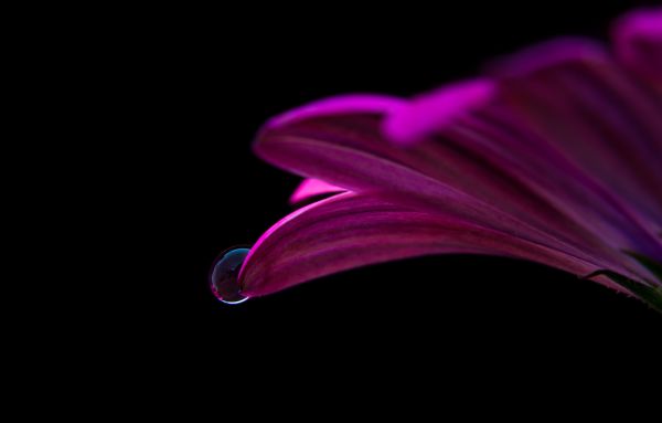 flower,drop,petals,close up
