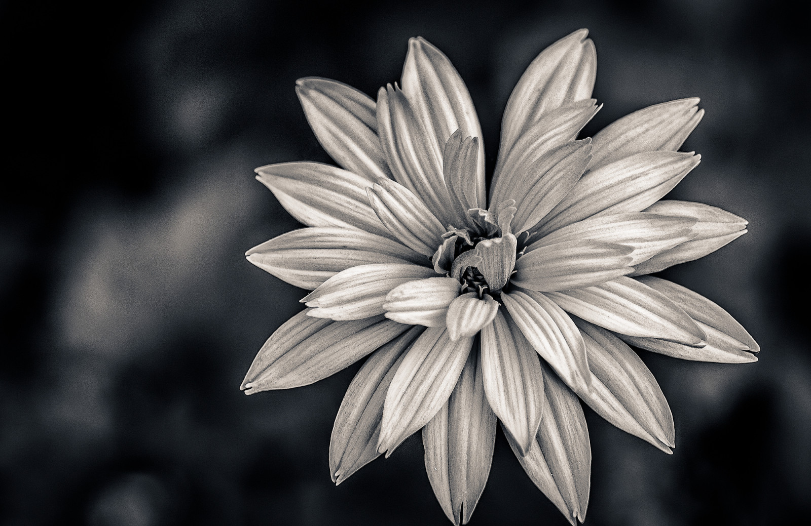 hvid, sort, monokrom, natur, fotografering, makro, blomst, plante, flora, kronblad, fleur, bichromie, canon70d, sort og hvid, monokrom fotografering, botanik, tæt på, makrofotografering, stængelplante, stadig liv fotografering, daisy familie