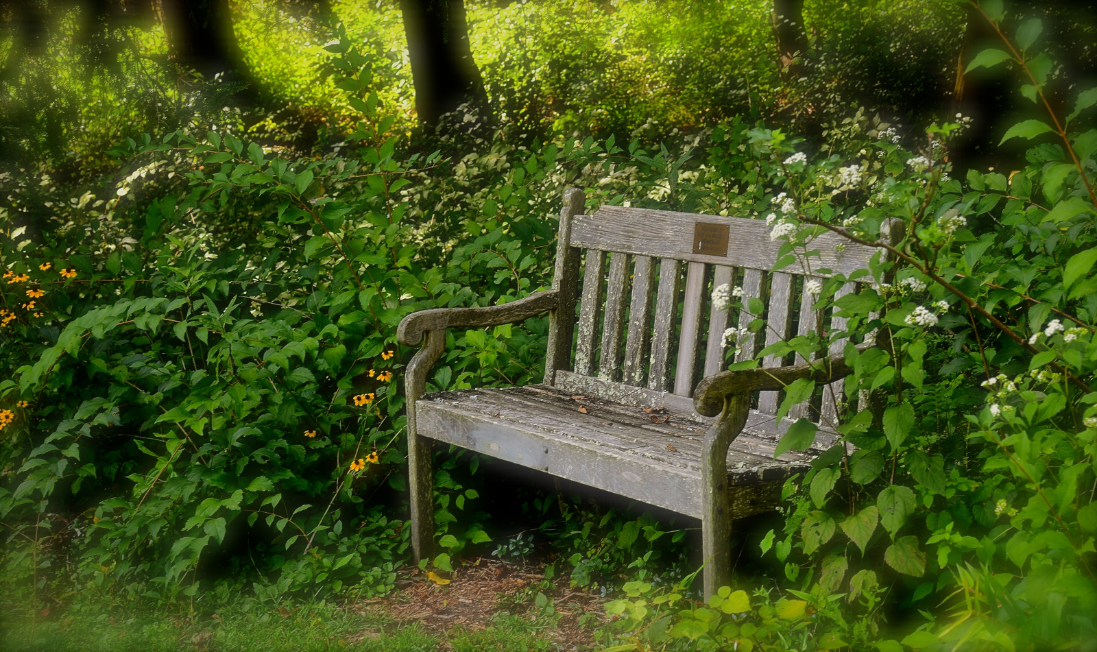 krajina, les, podzim, zahrada, Příroda, tráva, dřevo, zelená, lavice, Nikon, cesta, zasněný, lišejník, přírodní rezervace, Ohio, září, 2014, Lancaster, strom, podzim, list, rostlina, zachovat, vegetace, nábytek, nikond7000, nikon2485, trávník, zálesí, háj, weatheredwood, keř, prales, opadavý, zvětralý, Ach, hockinghills, wahkeena, Fairfieldcounty, Wahkeenanaturepreserve, Fairfieldcountyhistoricalparks
