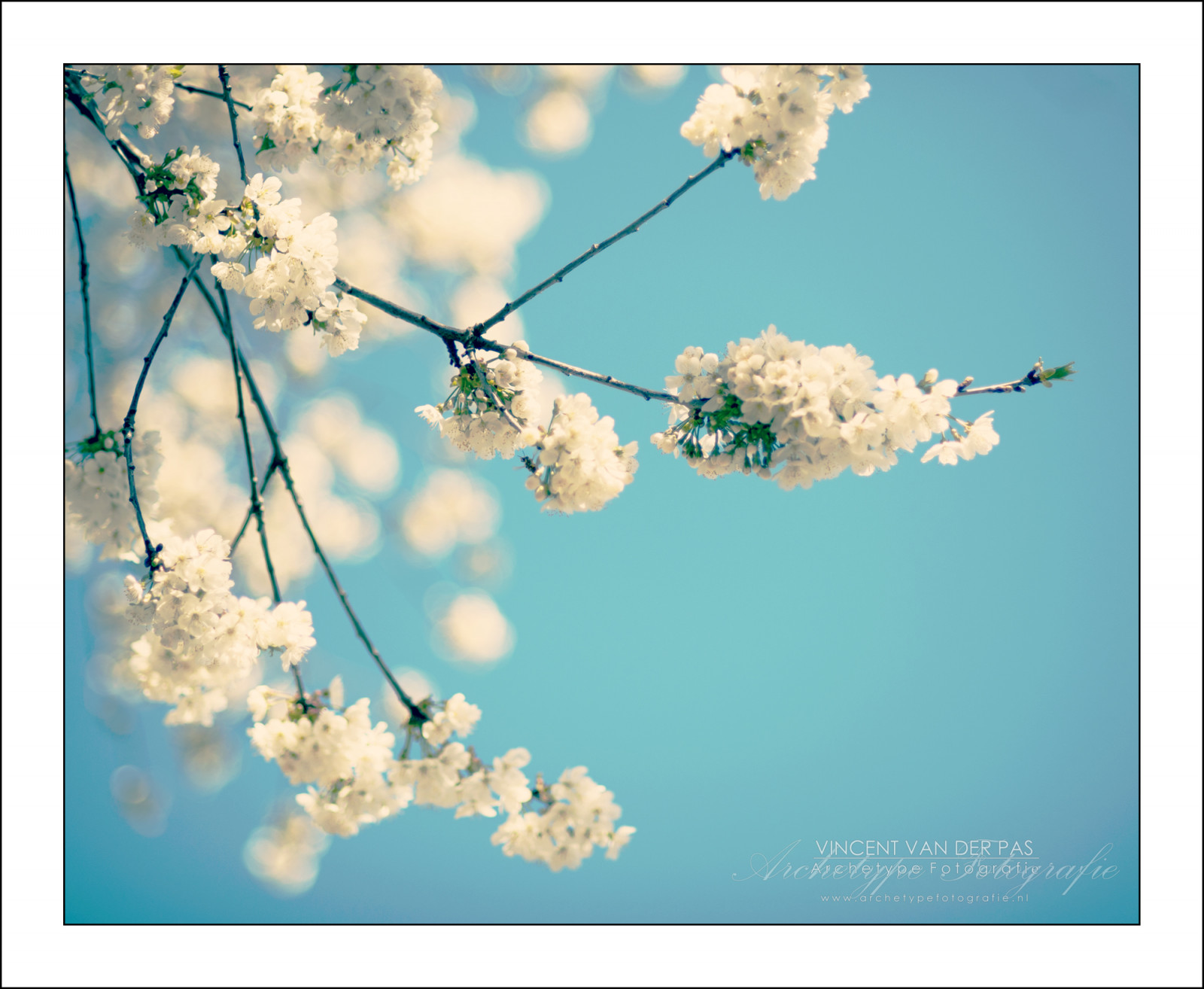 květiny, modrý, nebe, bílý, květ, sezóna, fotografování, fotografie, jaro, foto, fotografie, květ, Nizozemí, CC, fotografie, CreativeCommons, af, křehký, flickrphoto, flickrimage, flickrphotography, vincentvanderpas, archetypefotografie