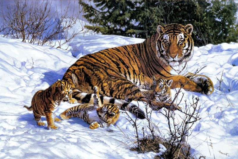 zvěř, sníh, tygr, Volně žijících živočichů, velké kočky, fauna zvěř, sníh, tygr, Volně žijících živočichů, velké kočky, fauna