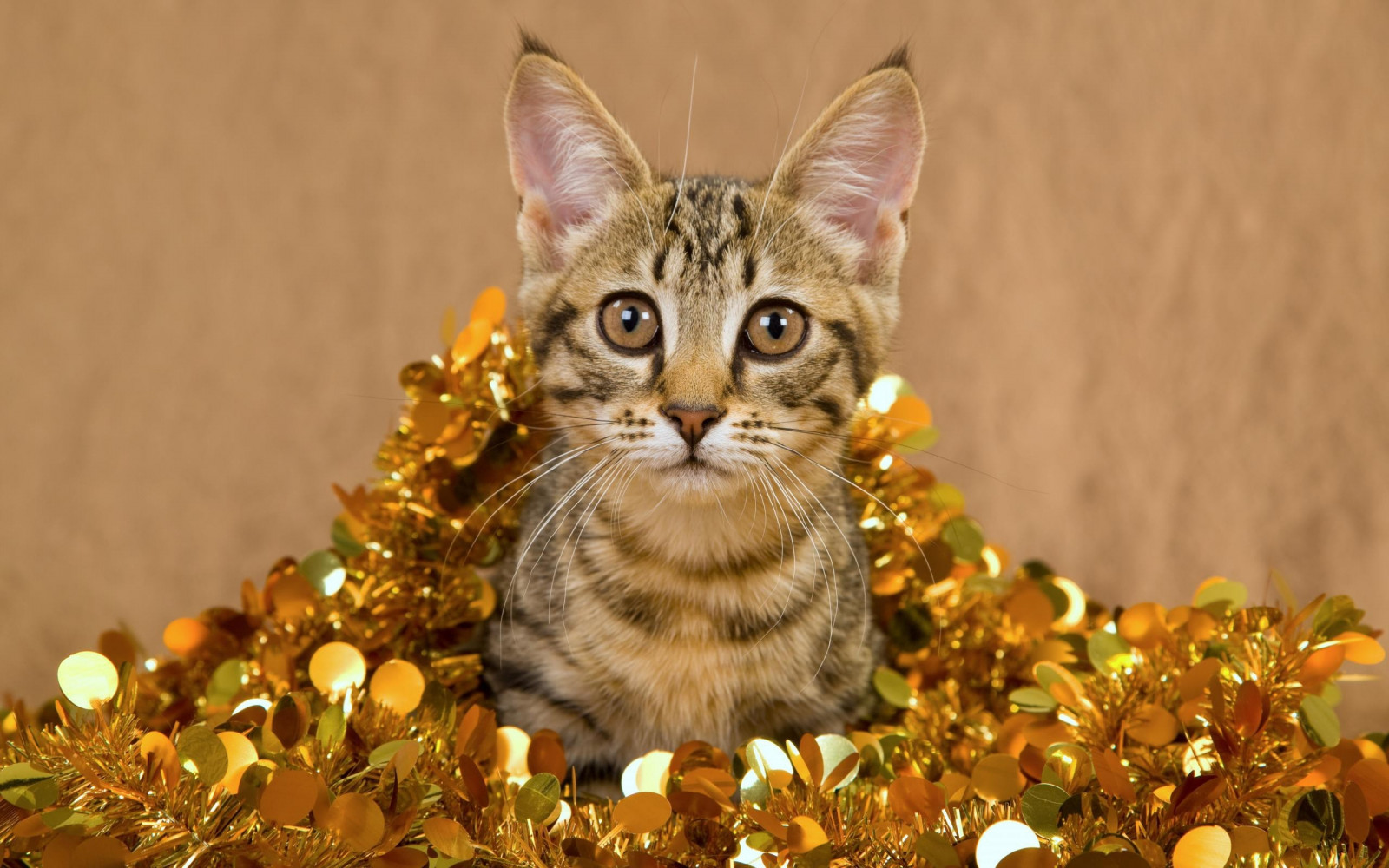 Wallpaper striped, whiskers, kitten, playful, vertebrate, cat like