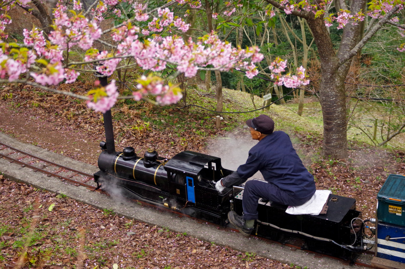 květ, Japonsko, třešeň, jaro, pentax, květy, sigma, květ, Třešňový květ, pentaxart