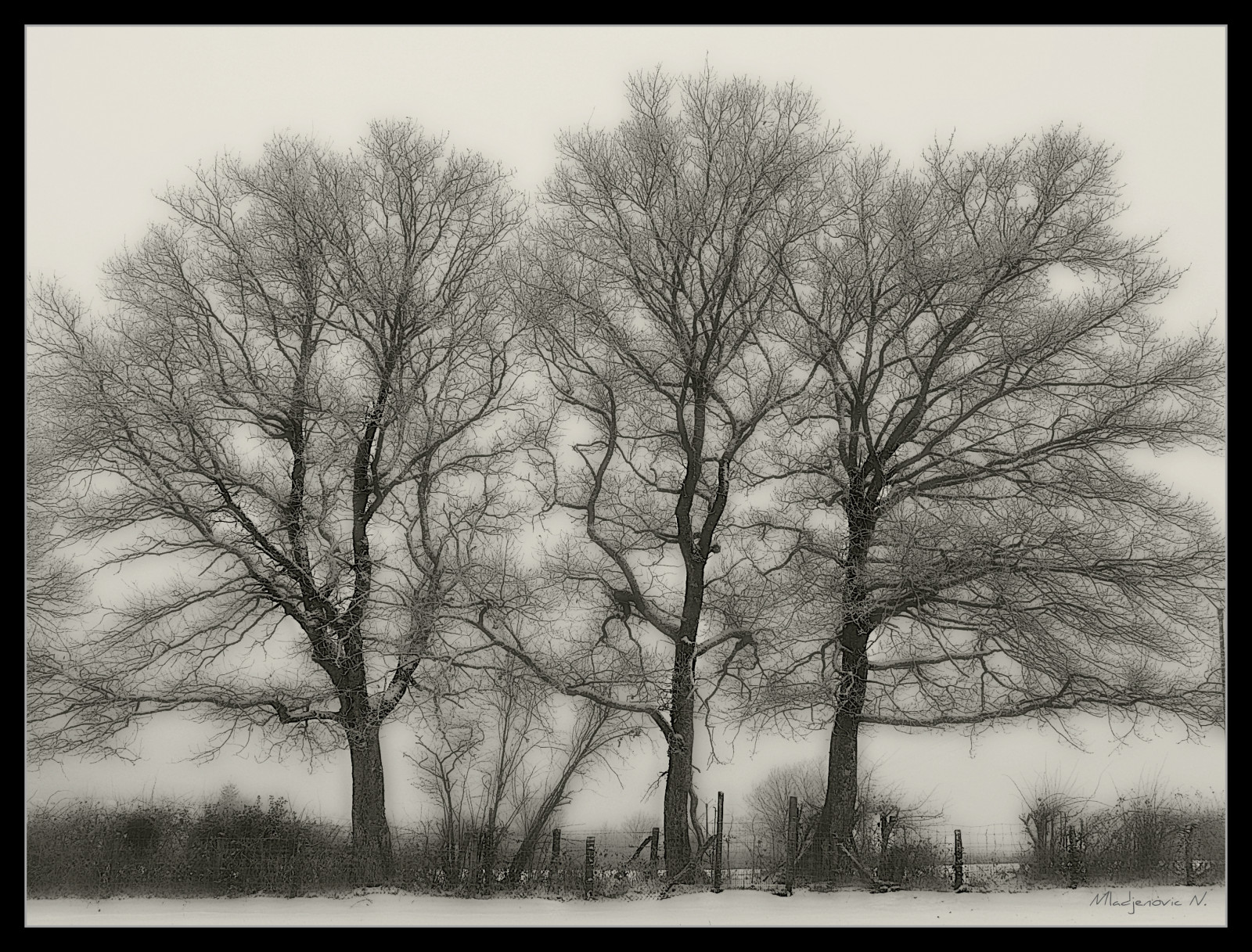 černobílý, hiver, sépie, zima, strom, yonne, Svetlost, priroda, Panasonic, venku, Příroda, Morvan, mladjenovic, mlha, lumix, světlo, FZ50, Francie, drvo, digitální, burgundské, Bourgogne, arbre, krajina, paysage, minimalismus, minimalistický