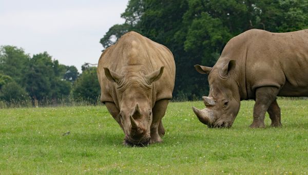 grass,wildlife,food,couple,rhino,grassland