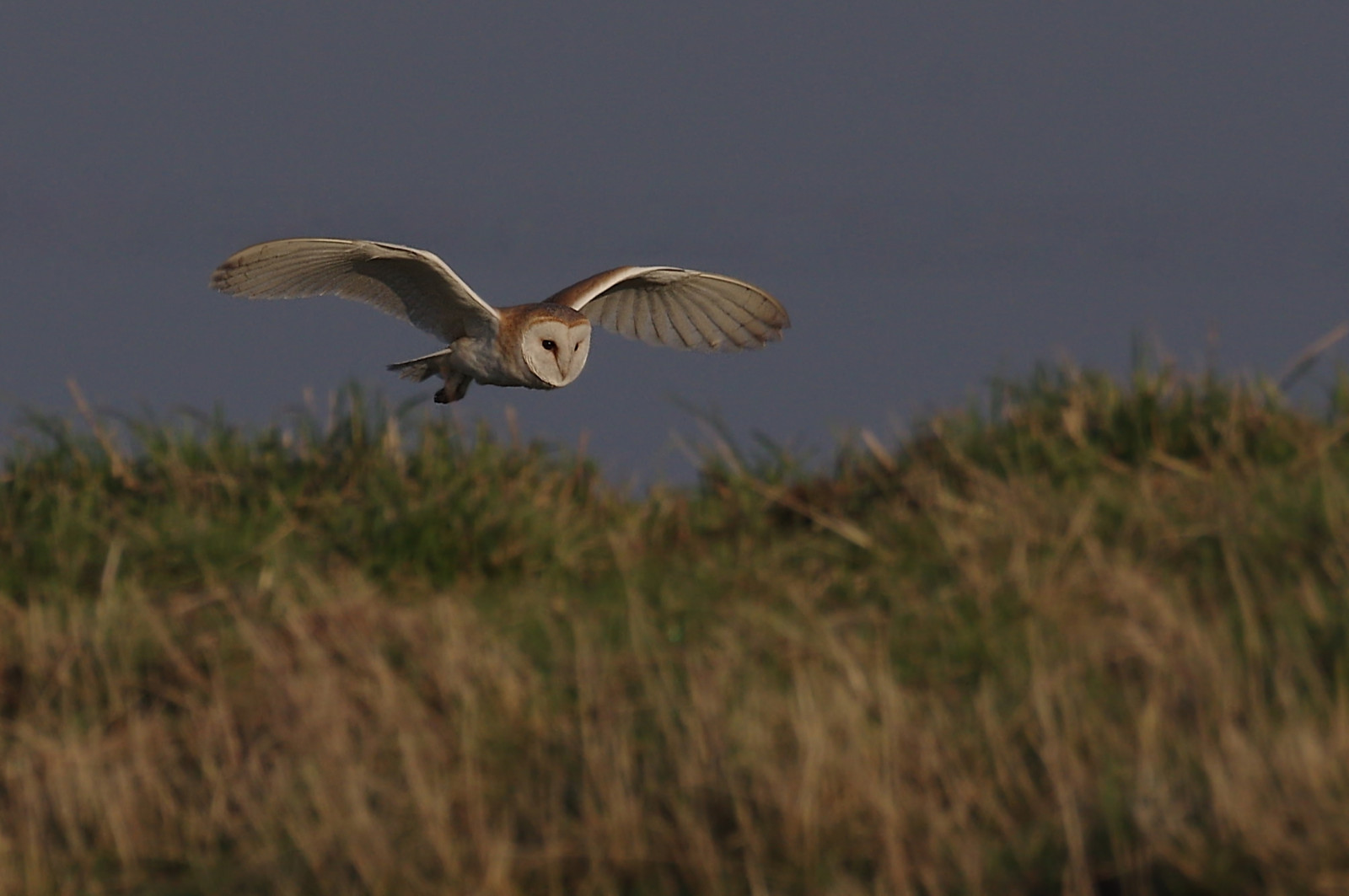 barnowl, gufo, uccellagione, uccello, birdofprey, wildfowlandwetlandstrust, wwt, natura, riserva naturale, welneywashes, natura, selvaggio, Volo