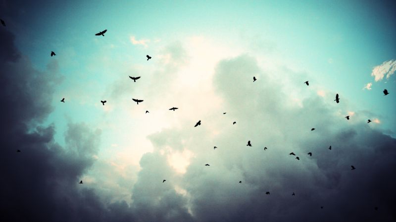 sunlight, birds, reflection, sky, clouds, Sun sunlight, birds, reflection, sky, clouds, Sun