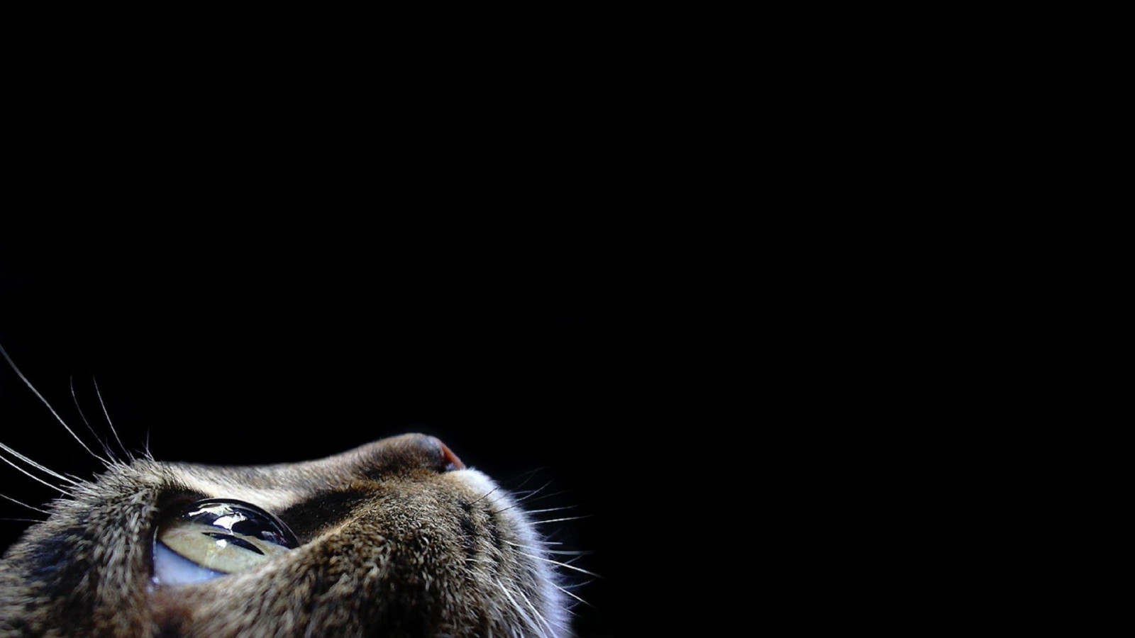 Tapety : kot, ciemność, ssak, 1920x1080 pikseli, Tapeta komputerowa