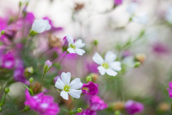 pink,flower,macro,blomma,makro,rosa