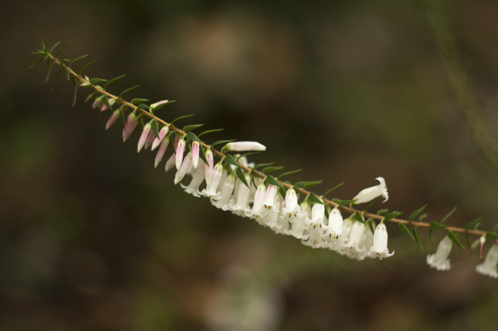 hvid, blomster, have, natur, Canon, bokeh, Russisk, forår, Australien, blomster, hjemmehørende, Victoria, australsk, Melbourne, dybdeskarphed, blomst, plante, udendørs, flora, dOF, botanisk, botanicgarden, klokker, eos, 58mm, f2, M42, 60d, brugervejledning, manualfocus, Kvist, Busk, makrofotografering, stængelplante, vintagelens, helios, Dandenongs, dandenongranges, helios442, Ericaceae, australiannativeplant, Kalorama, karwarra, karwarraaustralianplantgarden, karwarrabotanicgarden, epacris
