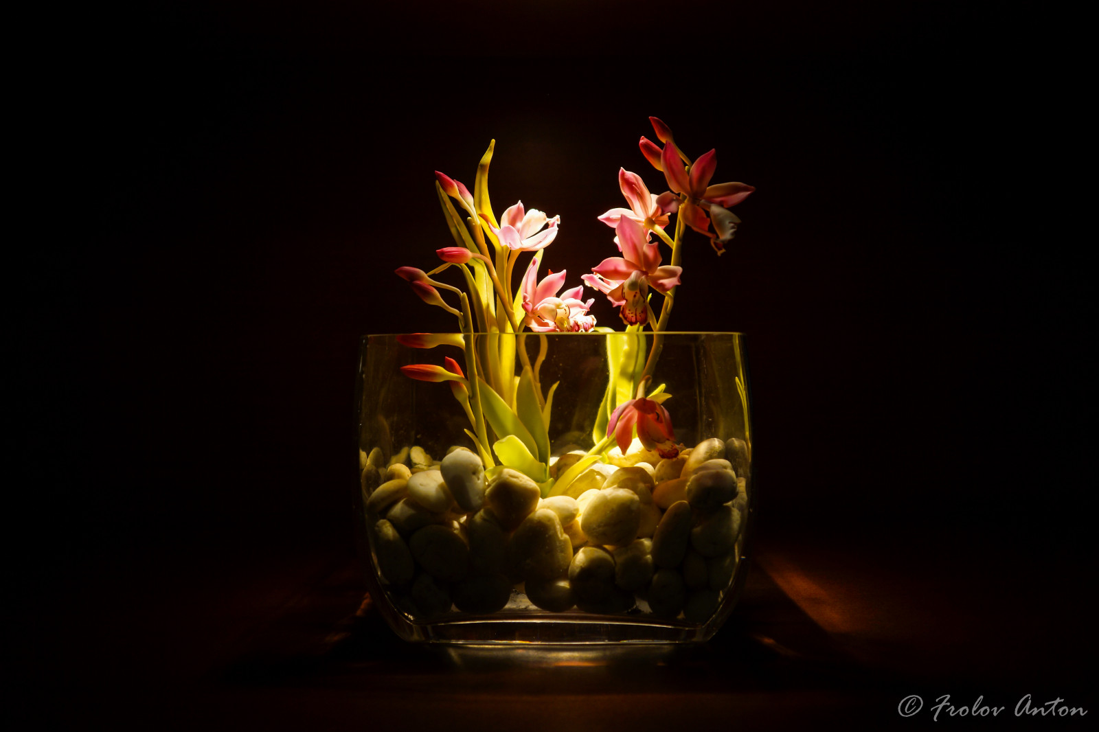 Wallpaper flower, flowers, orchid, vase, stones, stilllife, Thailand, pattaya, najomtien, Sony