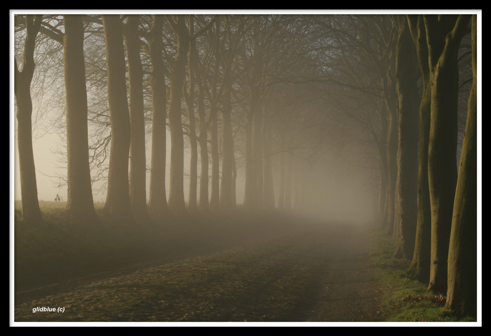 slunečnímu záření, stromy, krajina, les, Příroda, nebe, dřevo, ráno, hrad, mlha, atmosféra, cesta, Přátelé, Tajemství, zámek, světlo, strom, stíny, mlha, prozkoumat, siluety, arboles, Pozdravy, castello, štika, Nebbia, brouillard, 1001nights, aplusphoto, chemin, luz, amigos, amis, amici, Lumiere, Sombras, arbres, mlha, alberi, zálesí, Wallonie, allee, počítač tapeta, glidblue, Ombres, jev, Mystere, r giondenamur, saludos, jeden rok, anniversaire, pozdravy, saluti, explore9920090418, stock photography, spruce fir forest