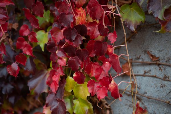 nature,landscape,fall,leaves,photography