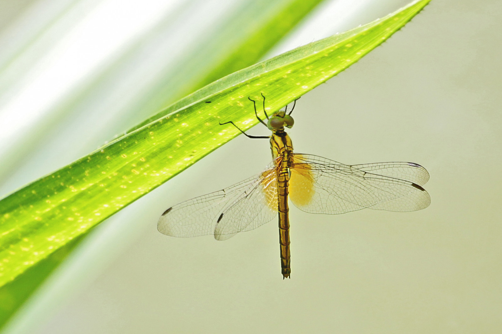 Wallpaper animal, animals, insect, insects, bug, entomology, nature