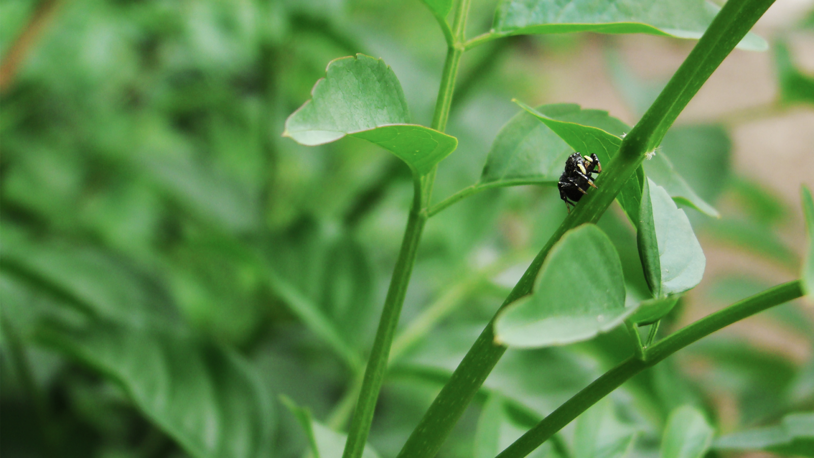 Příroda, tráva, hmyz, zelená, pavouk, list, květ, rostlina, flóra, louka, fauna, divoká rostlina, trávník, botanika, zblízka, makro fotografie, závod stonek, bezobratlý