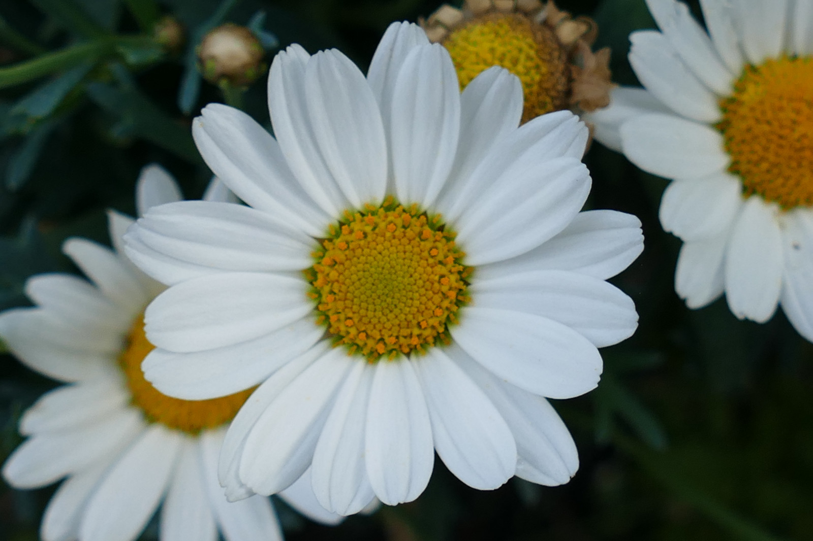 Wallpaper flowers, petals, Daisy, flower, flora, petal, wildflower