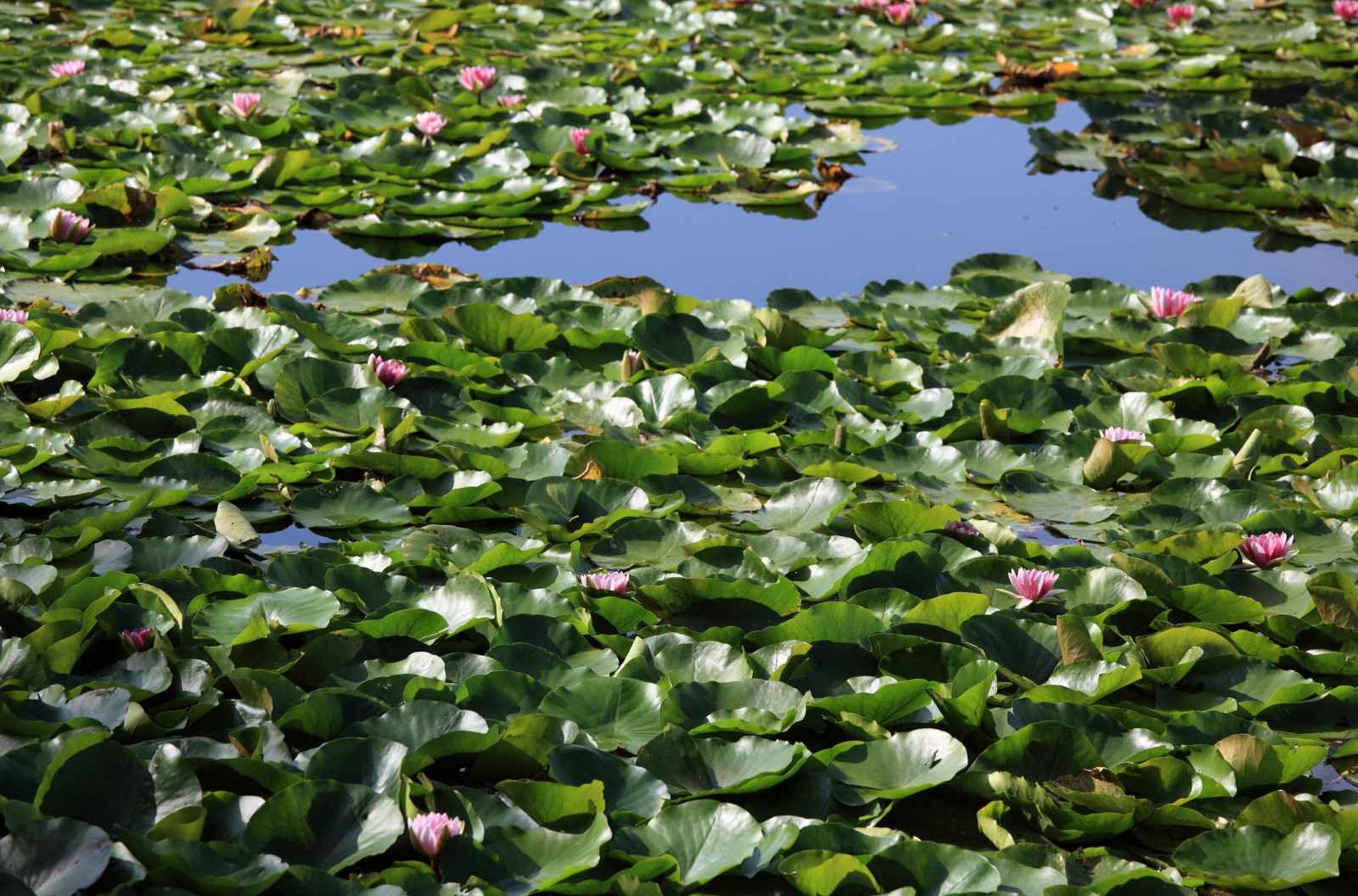 Wallpaper lilies, leaves, mud, water, lot 5000x3300 goodfon