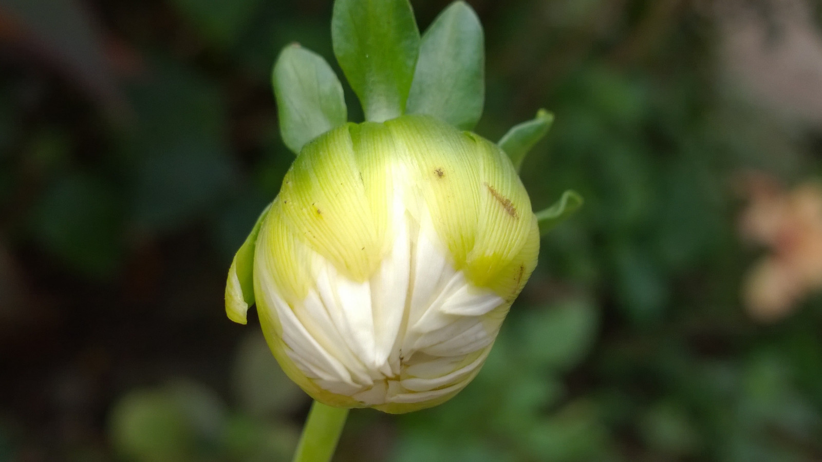 bílý, květiny, Příroda, rostliny, zelená, žlutý, květ, květ, rostlina, tulipán, flóra, pupen, okvětní lístek, divoká rostlina, vyrobit, botanika, suchozemská rostlina, kvetoucí rostlina, makro fotografie, závod stonek