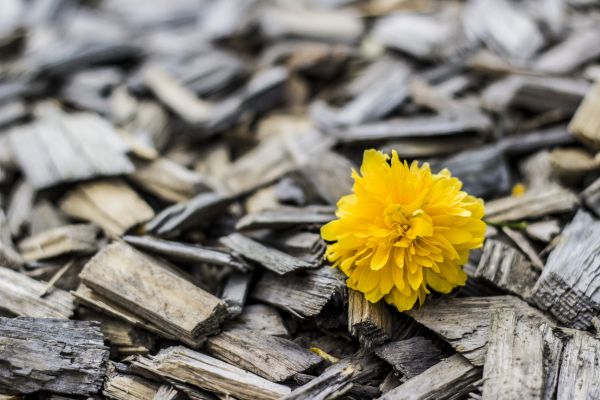 flower,wood,bud