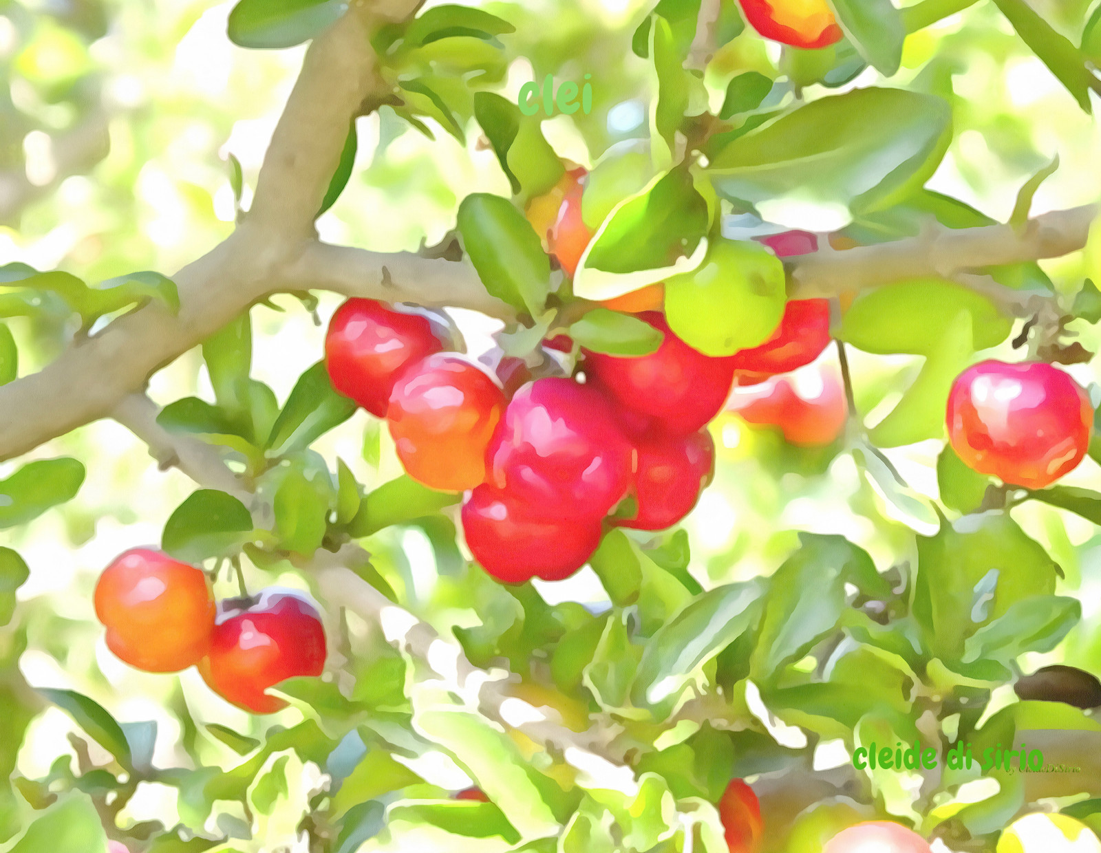 jídlo, venku, ovoce, textura, Brazílie, exotický, granátové jablko, 2016, UMĚNÍ, strom, jablko, rostlina, bobule, fotografie, třešeň, digitální, awardtree, netartii, artdigital, vyrobit, sotn, ovocný strom, cleide, PS6, Malpighia, aceroly, brusinkový, místní jídlo, natural foods, acerola family, silver buffaloberry