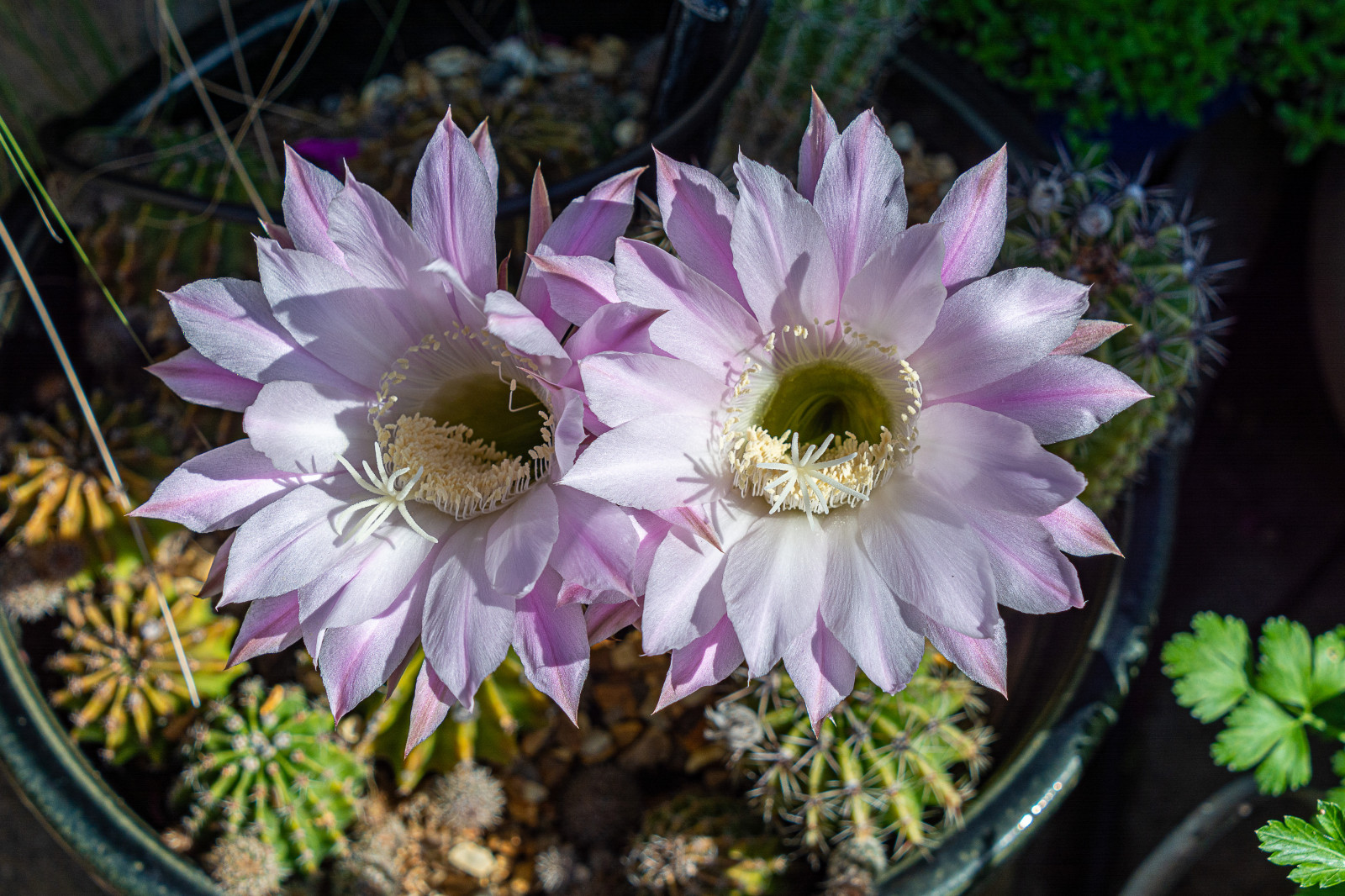Fondos de pantalla Flores, cactus, Plantas 5675x3783