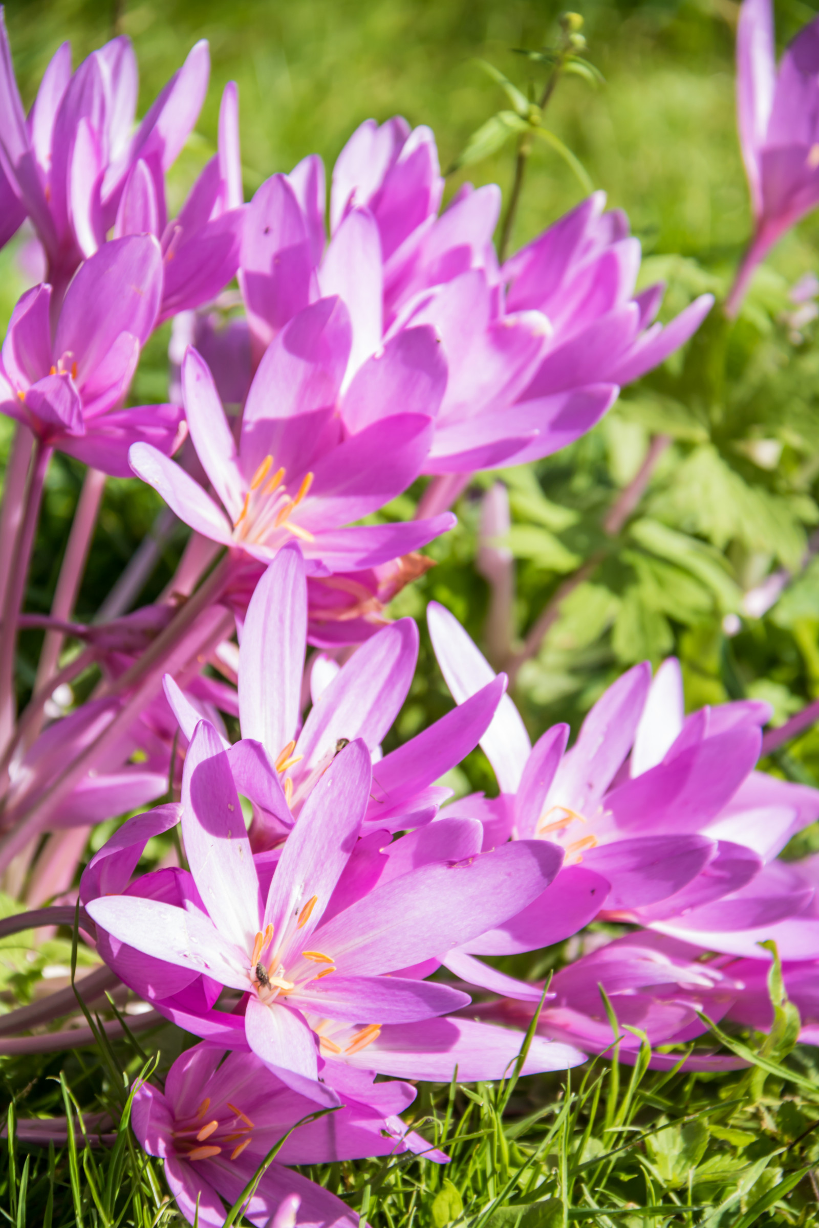 Wallpaper : mekar, menanam, Flora, blomma, lund, botaniskatr dg rden ...