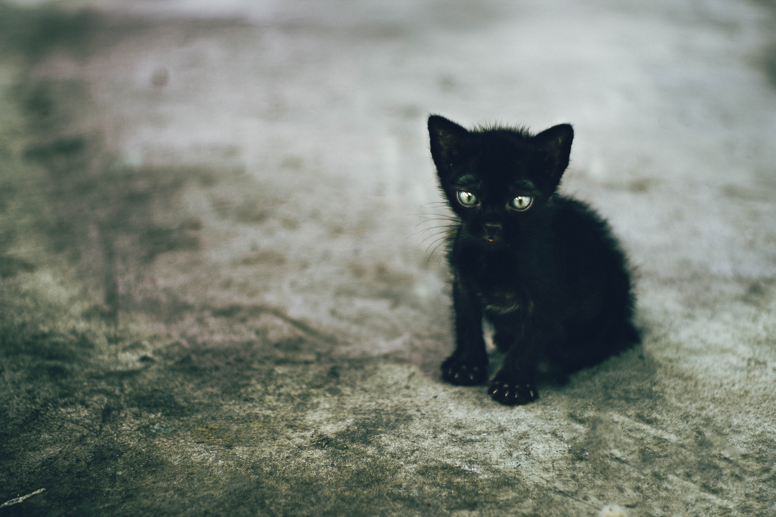 kat, felidae, kødædende, små til mellemstore katte, bombay, whiskers, træ, græs, plante, snude, hale, Tints and shades, vejbelægning, Sort kat, terrestrial animal, pels, monokrom fotografering, dyreliv, indenlandske korthåret kat, jord, monokrom, skygge, pote, sand, sidder, gulve, mørke, asfalt, græsarealer, landskab, klo