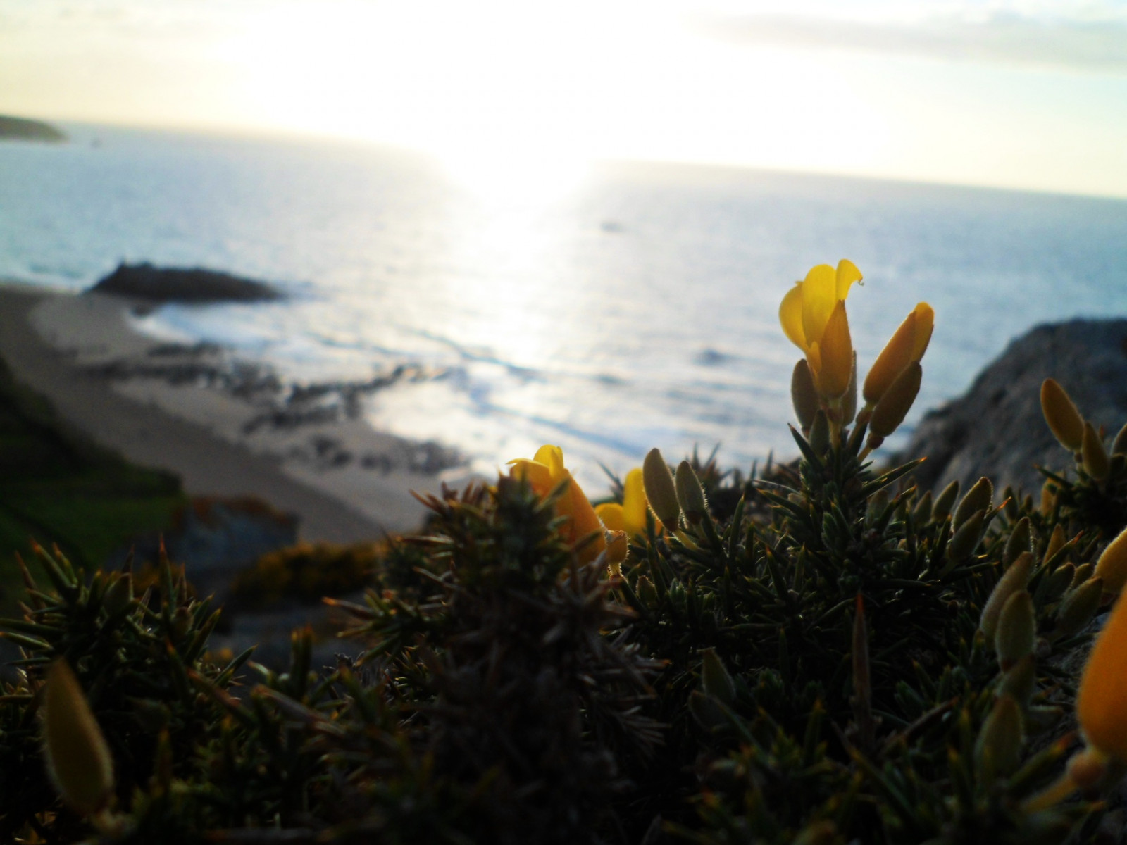 blomster, lys, sommer, himmel, planter, Sol, strand, gul, klippe, fleurs, jaune, landskab, Soleil, sand, Sable, grøntsag, ciel, Lumiere, ete, paysage, soir, plage, rocher, snart, Plantes