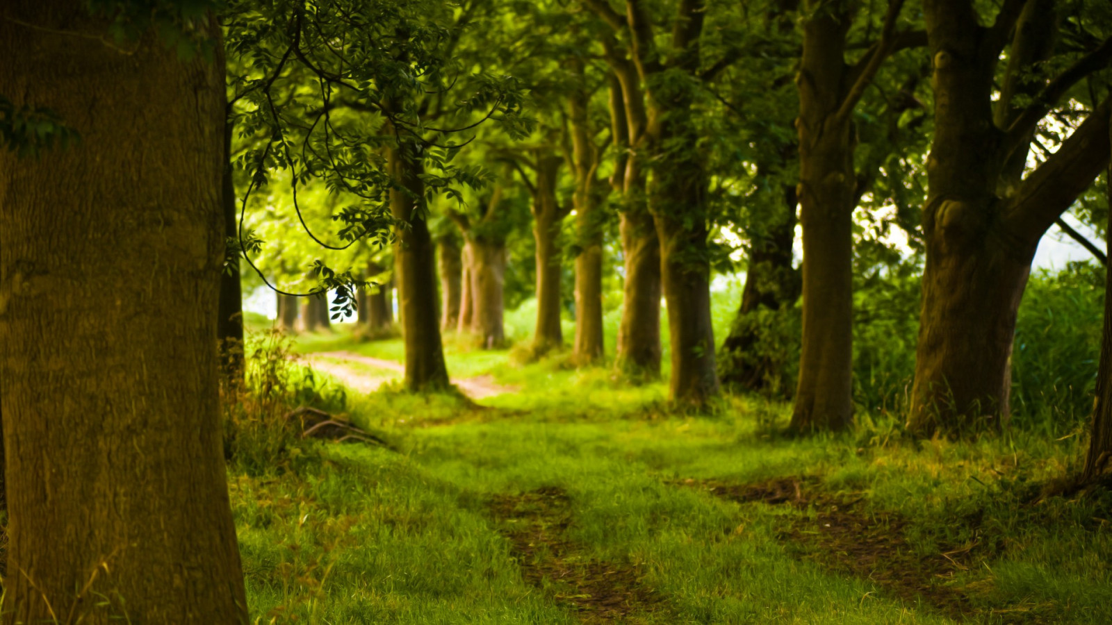 sunlight, trees, landscape, forest, nature, grass, sky, plants, field, branch, green, jungle, path, spring, tree, leaf, plant, vegetation, 1920x1080 px, woodland, grove, computer wallpaper, woody plant, ecosystem, biome, grass family, old growth forest