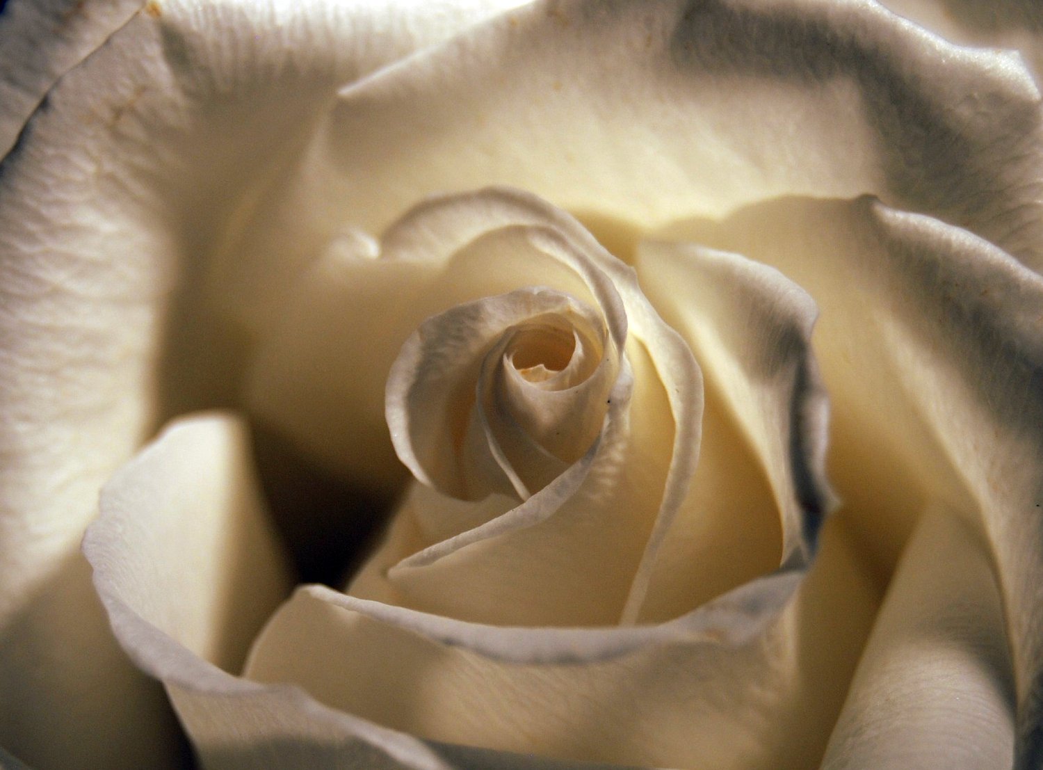 bianca, rosa, Nikon, fiore, flora, petalo, iQ, mozzafiato, anawesomeshot, naturesfinest, abigfave, theperfectphotographer, natureselegantshots, theunforgettablepictures, awesomeblossoms, mywinners, superbmasterpiece, diamondclassphotographer, flickrdiamond, betterthangood, blueribbonwinner, D80, goldstaraward, rubyphotographer, goldenheartaward, firstquality, fab, magicdonkeysbest, amazingamateur, multimegashot, inspiredbylove, flowerotica, oraclex, newacademy, themoulinrouge, Atqueartificia, Il gardenofzen, fantasticflower, imagepoetry, sfondo del computer, avvicinamento, vision100, fotografia macro, still life, rose da giardino, famiglia di rosa, ordine di rosa, eccellenza, artisticexpression, top20white, 4mazingorgeoushotsoflowers, goldstarawardgoldmedalwinner, nikor1855mm