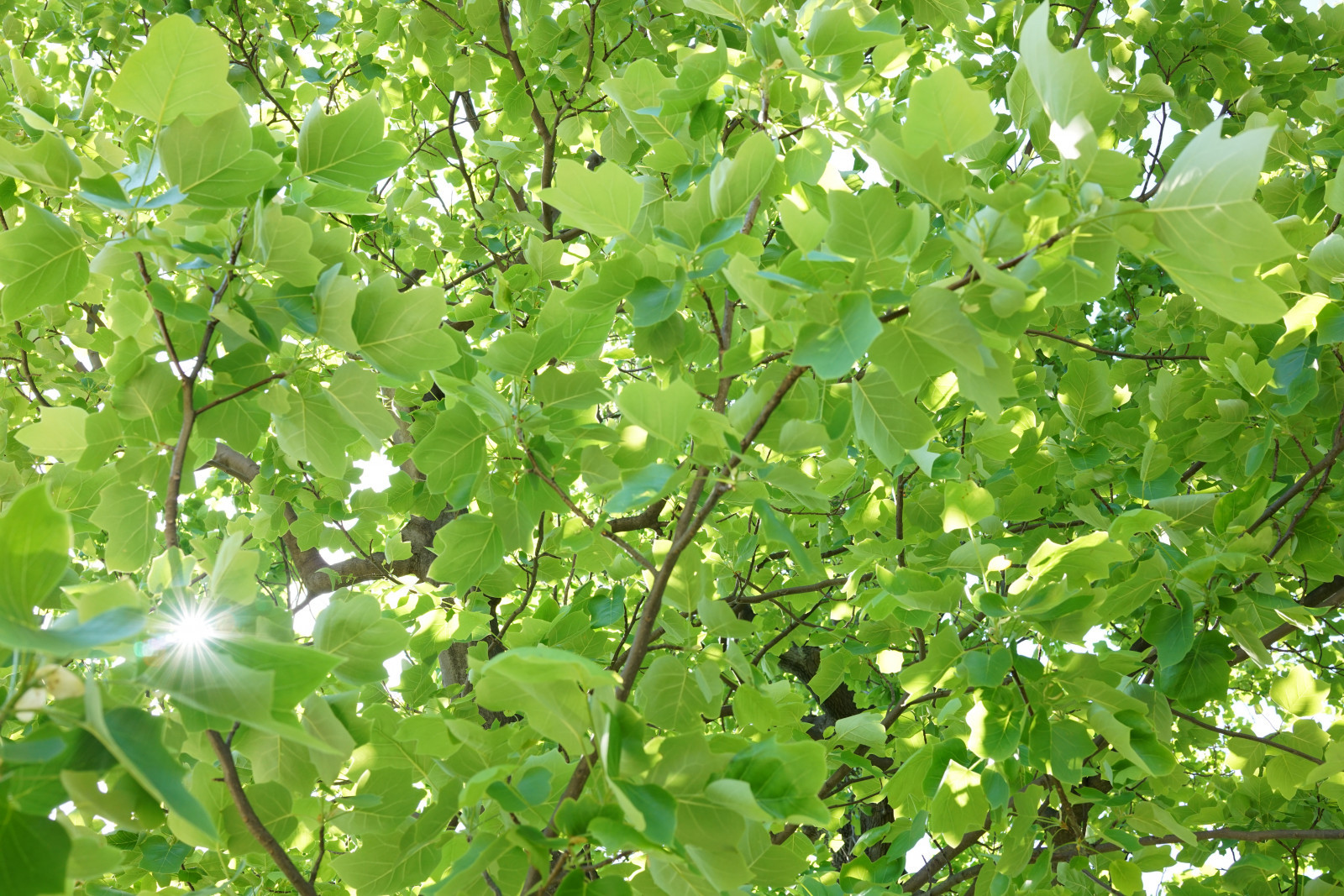 Japonsko, jídlo, větev, ovoce, zelená, Sony, Tokio, RX1R, jp, Evergreen, strom, list, květ, rostlina, Zeiss, Hamarikyu, rx, rx1, rx1rm2, rx1rmark2, vyrobit, suchozemská rostlina, kvetoucí rostlina, dřevina, keř, opadavý