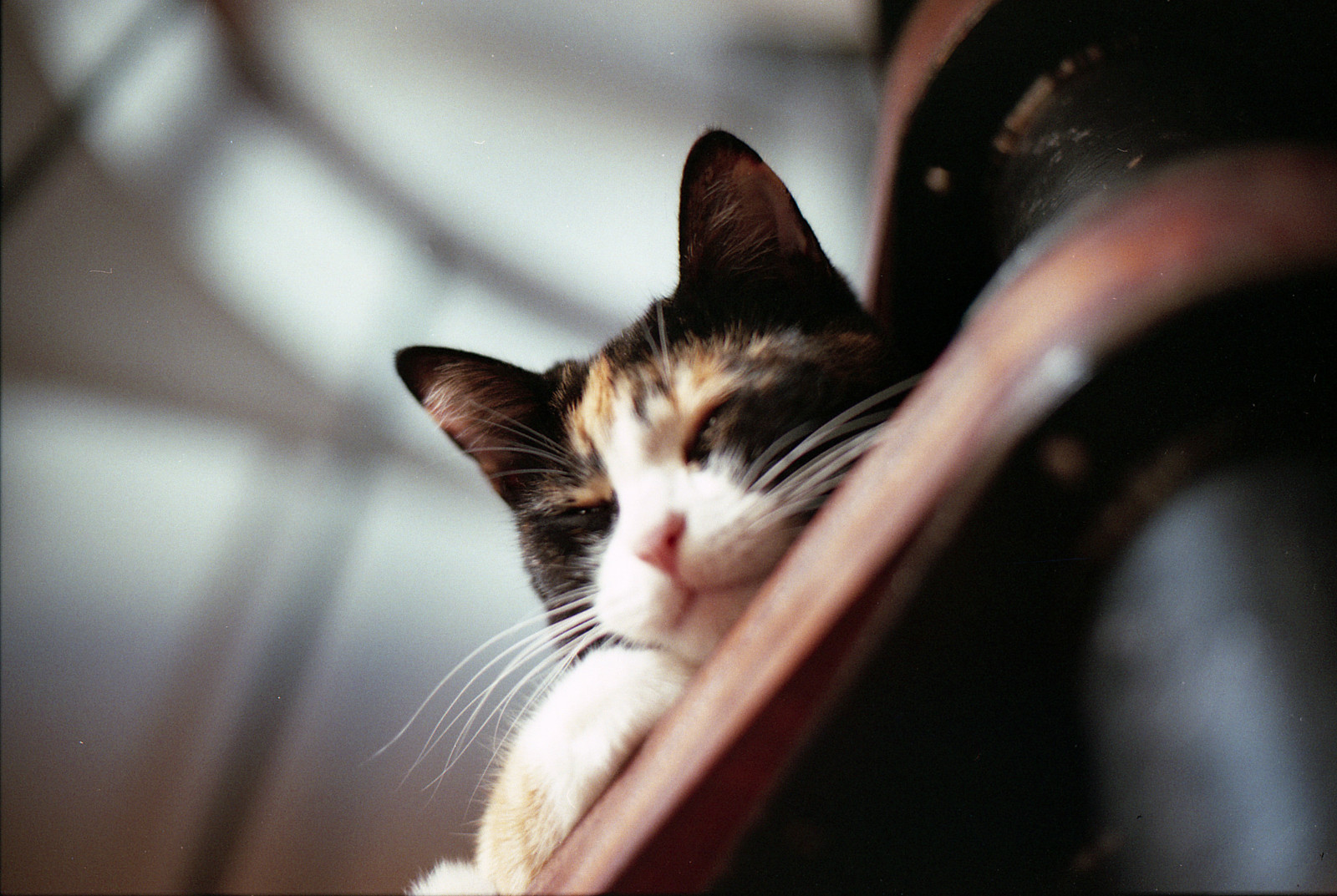 Katze, Säugetier, Whiskers, Kleine bis mittelgroße Katzen, Katze wie Säugetier, Schnappschuss, Auge, Organ, Häusliche kurzhaarige Katze, Kätzchen, Schnauze, aegean cat