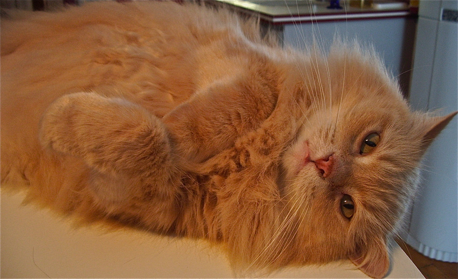 kočky, Kanada, kočka, povídání, kotě, povídat si, Quebec, Koťátko, koťata, gatos, gato, Montáže, animauxdomestiques, catlovers, milovník koček, Krásné kočky, Monteregie, Kingofcats, animauxdecompagnie, gentlecat, Catslover, Životní společnost, Jaimeleschats, Catslovers, Compagnondevie, Amourdechat, Zooth rapie, Amoureuxdeschats, Roideschats, Krásné kočky