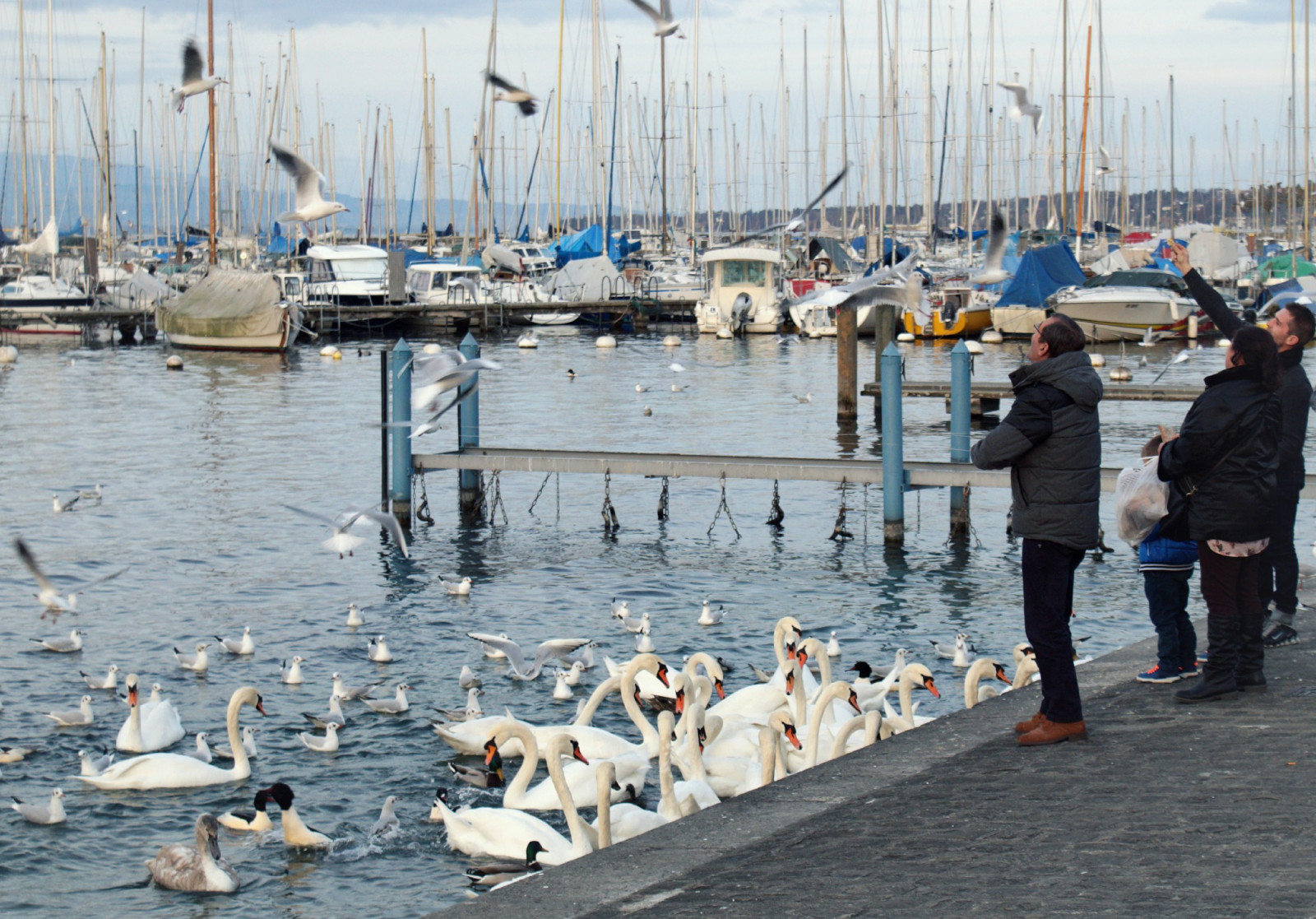 Fond d'écran bateau, des oiseaux, eau, en volant, cygne, port