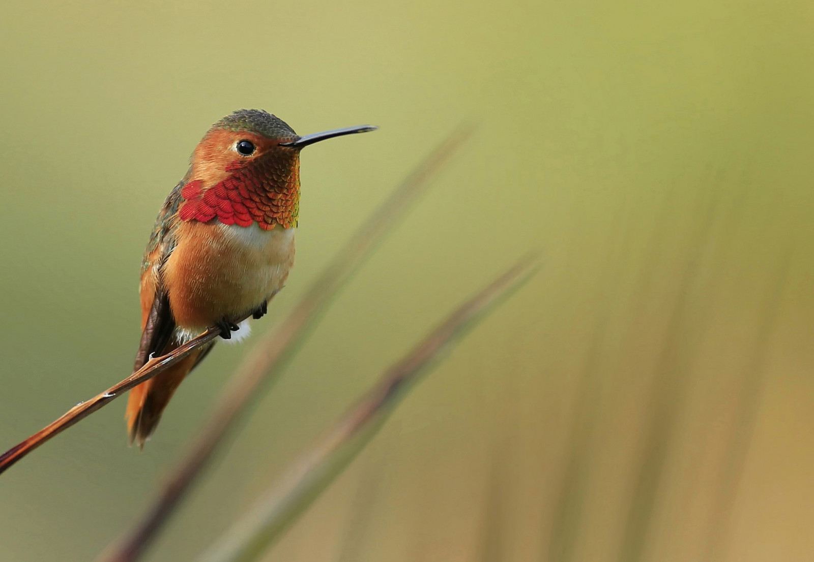 natură, ramură, cioc, pasăre, pasărea Colibri, aripă, faună, stinghie pasăre, animale vertebrate, a închide, macro fotografie, 2048x1416 px, vechi Flycatcher mondial, pitulice, polenizator