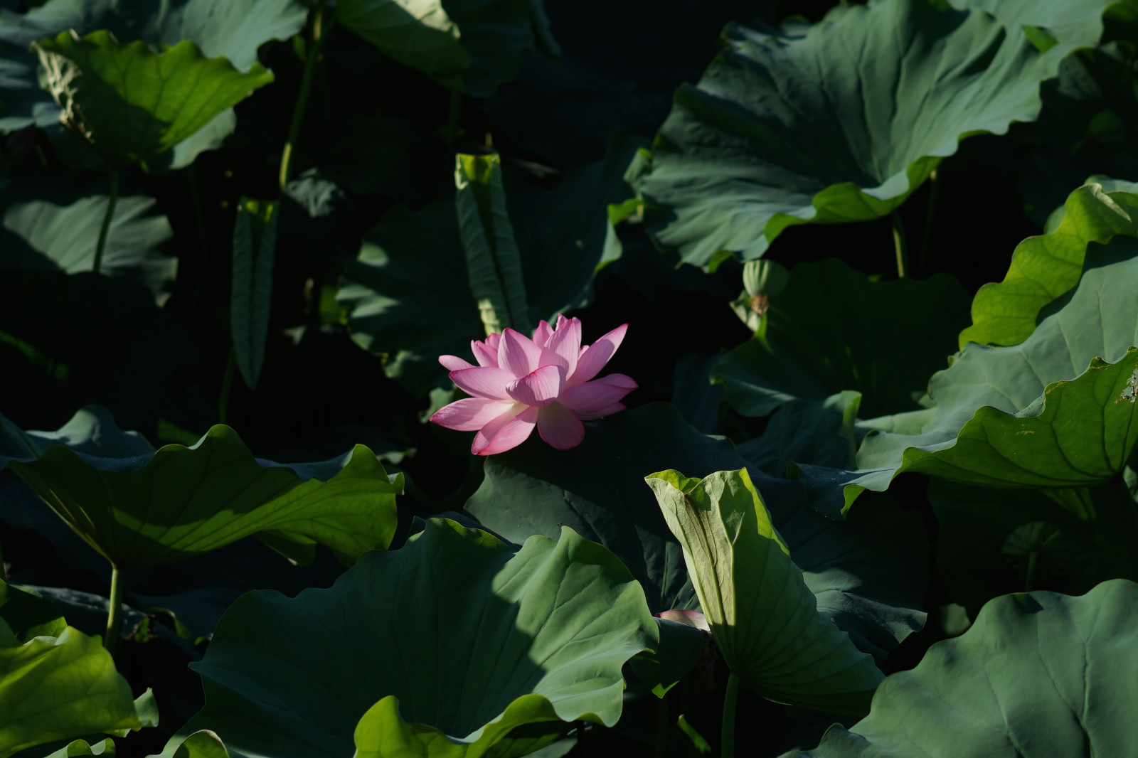 zahrada, Příroda, zelená, Sony, rybník, Tokio, 7, Lotus, list, květ, rostlina, flóra, Zeiss, Ueno, okvětní lístek, T, alfa, alfa-7, Sonnar, sonnart55mmf18, shinobazupond, botanika, suchozemská rostlina, kvetoucí rostlina, vodních rostlin, posvátný lotos, lotus rodina, Proteales