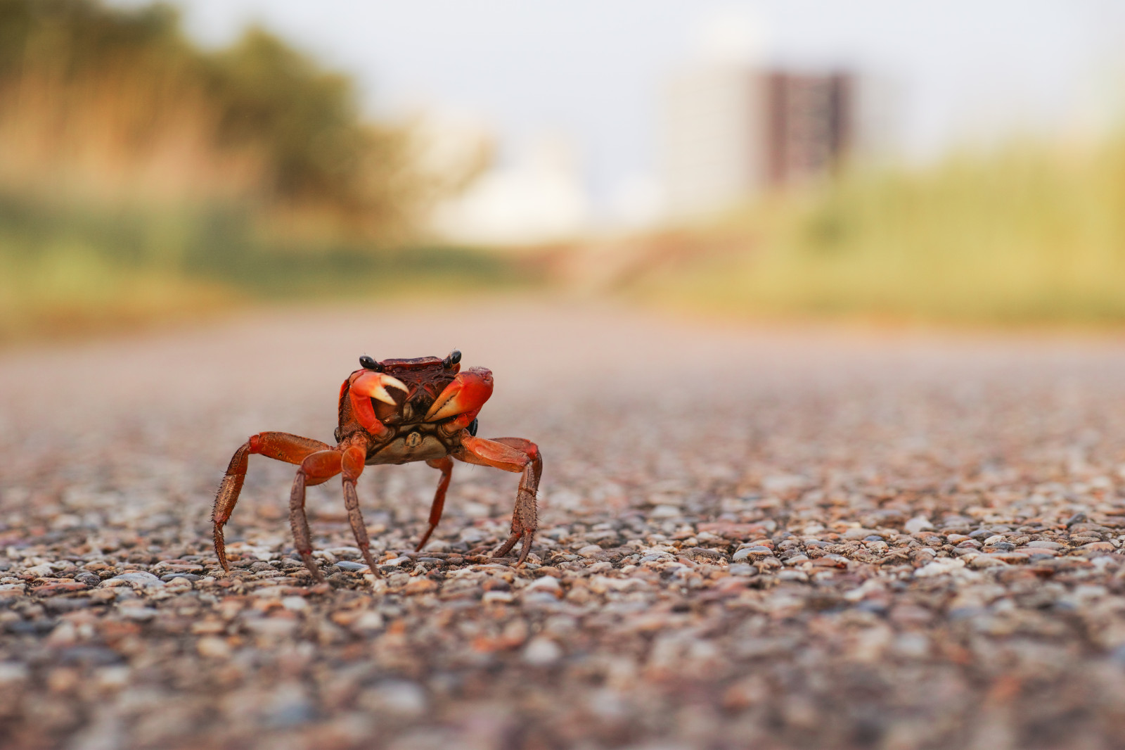 sigma, DP, Foveon, Quattro, dp3, dp3quattro, dp3q