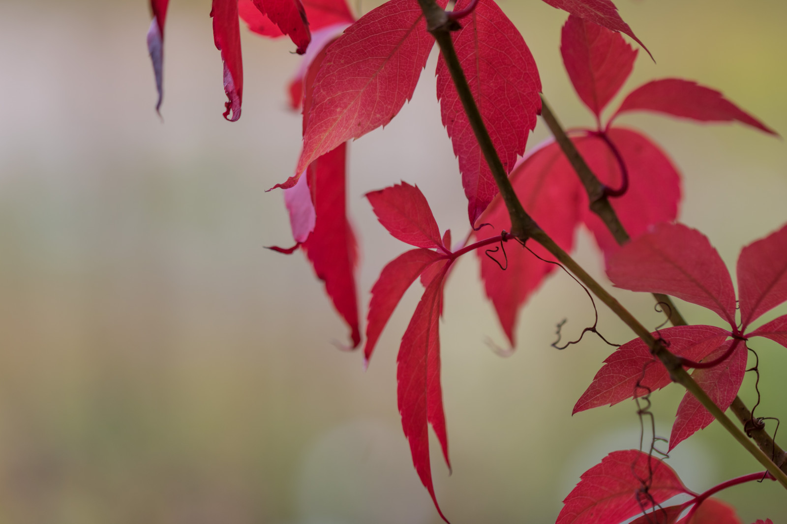 giardino, rosso, parco, ramo, fiorire, rosa, colore, albero, autunno, foglia, fiore, pianta, stagione, flora, h st, modello canoneos760d exif, geocountry, Marca fotocamera Canon, Geocity, modello di fotocamera canoneos760d, geostate, geolocalizzazione, exif fare canon, exif ISOSPEED 100, exif focalLength 100 millimetri, ef100mmf28lmacroisusm lente exif, Alnarp, petalo, exif apertura 32, botanica, impianto di terra, pianta fiorita, pianta legnosa, avvicinamento, fotografia macro, staminali vegetali, acero, foglia di acero