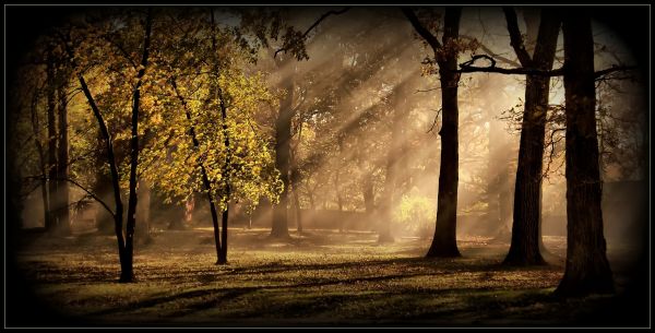sunlight,trees,landscape,forest,fall,leaves