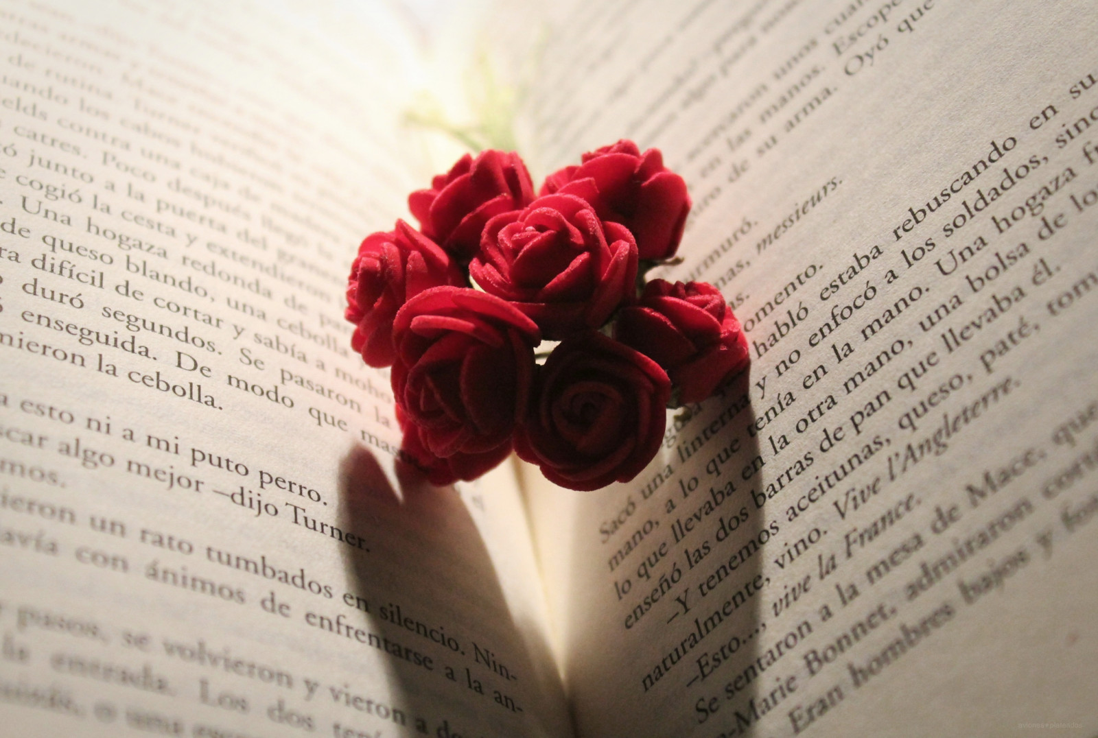 elsker, rød, bøger, Canon, Valentins Dag, lyserød, emotion, 2015, Catalonien, April, Rebel, Catalunya, blomst, plante, roser, kronblad, festligheder, 23, EOS550D, T2i, blomsterbuket, abril, Libros, diada, stgeorgesday, llibres, 23th, santjordi, Ian McEwan, worldbookday, soning, expiaci n, d ainternacionaldellibro, kissx4