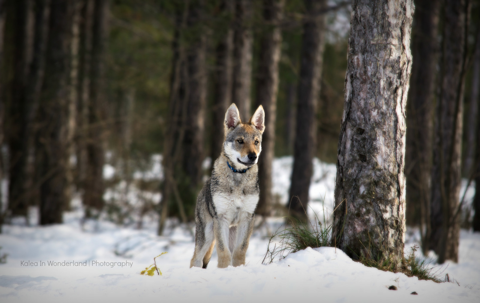 Skov, sne, vinter, hund, dyreliv, ulv, Nikon, Siberian Husky, 2013, Fryser, sukkerrør, prærieulv, februar, træ, plante, D3100, inverno, pattedyr, vr, neve, Bosco, skov, vedplante, Ulvehund, Saarlooswolfhond, hund som pattedyr, hundens race gruppe, carnivoran, hunderace, tjekkoslovakisk ulvehund, tamaskan hund, febbraio, 55300, lupo, Urbino, tjekkoslovakiske, Cesane, cecoslovacco
